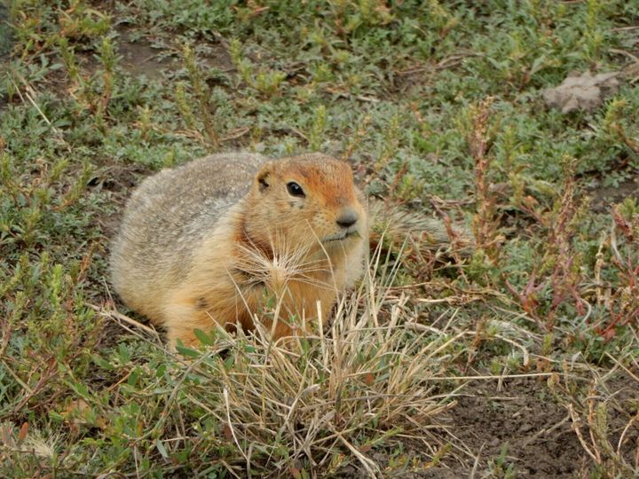 Ancient squirrel poop reveals ‘remarkable’ details about Arctic