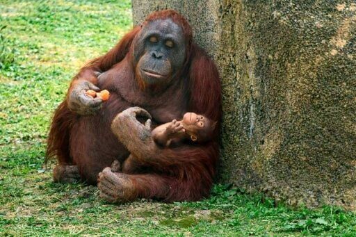 Critically endangered orangutan born at Madrid zoo