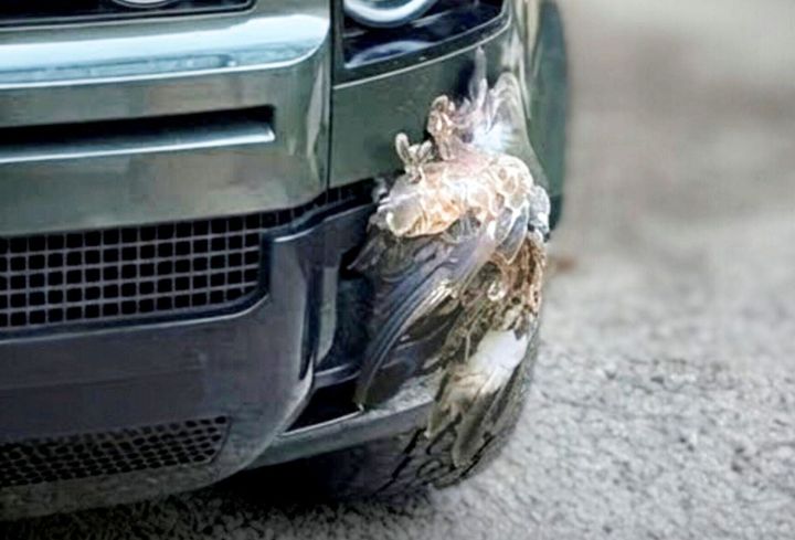 Buzzard ‘lucky to be alive’ after being splatted by vehicle