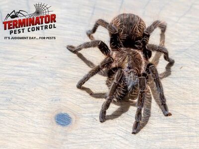 Middleton Homeowners Turn to Terminator Pest Control for Effective Pest Management Solutions