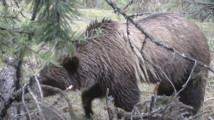 Mild winter prompts early bear activity concerns in Montana towns