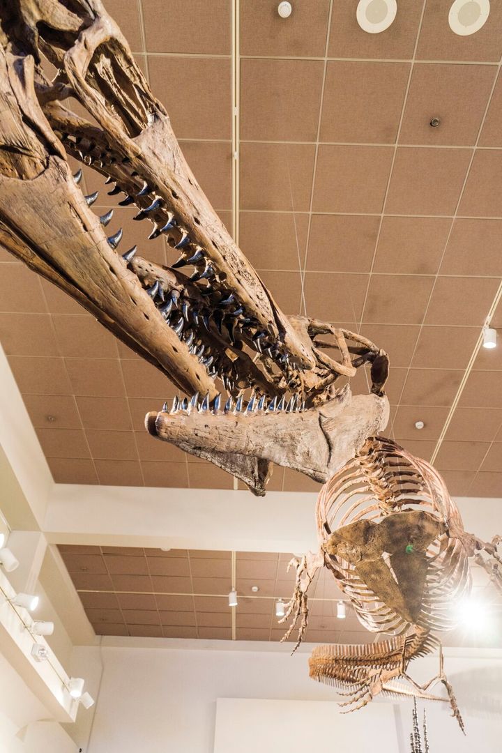 Museum of the Rockies' "Savage Ancient Seas" opens