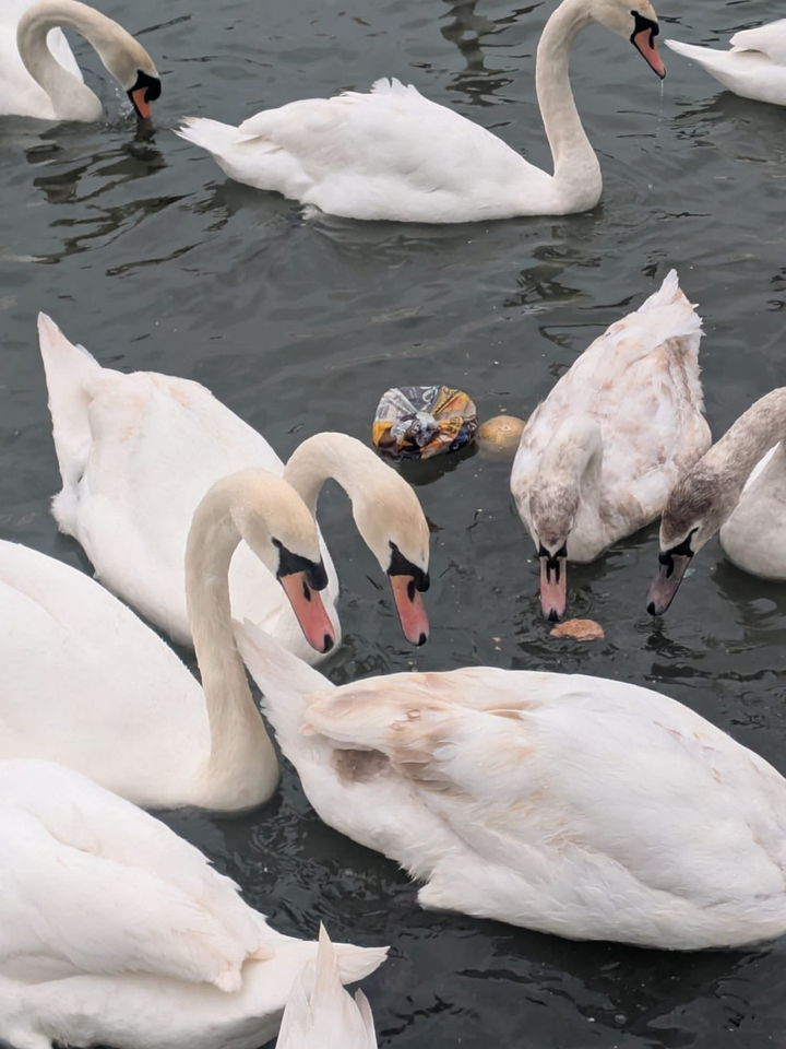 Is moldy bread turning these swans pink?