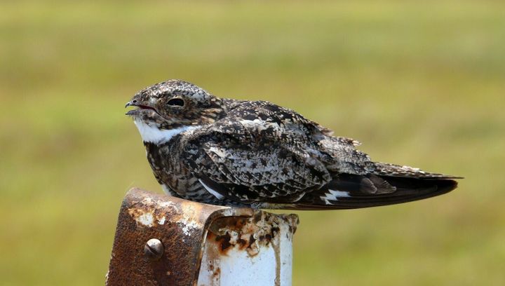 Bird watchers are invited to help with nighthawk studies