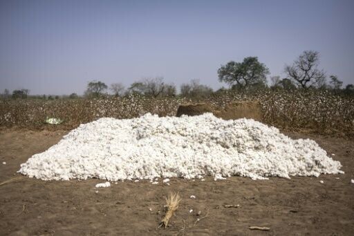 Africa sets out stall for cotton at the WTO