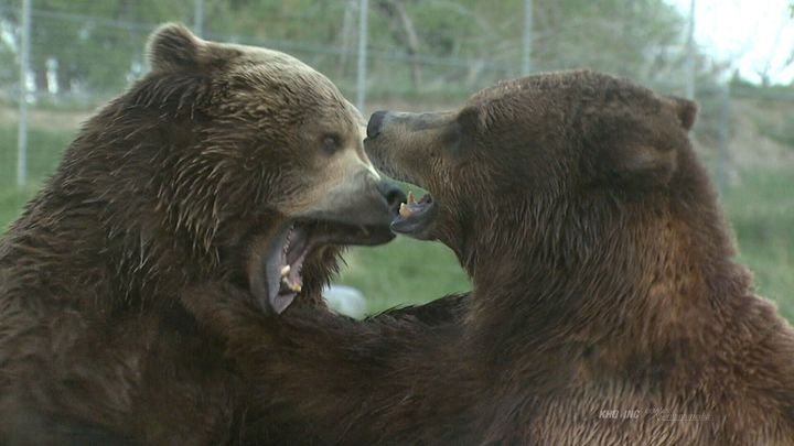 Montana FWP shares bear spray tutorial as bears emerge from hibernation