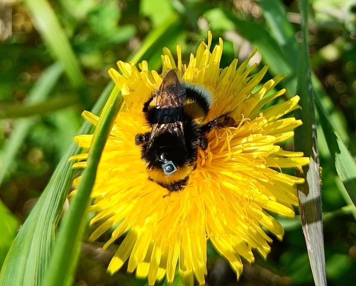 Chemical in insect repellents impairs bees ability to find way home