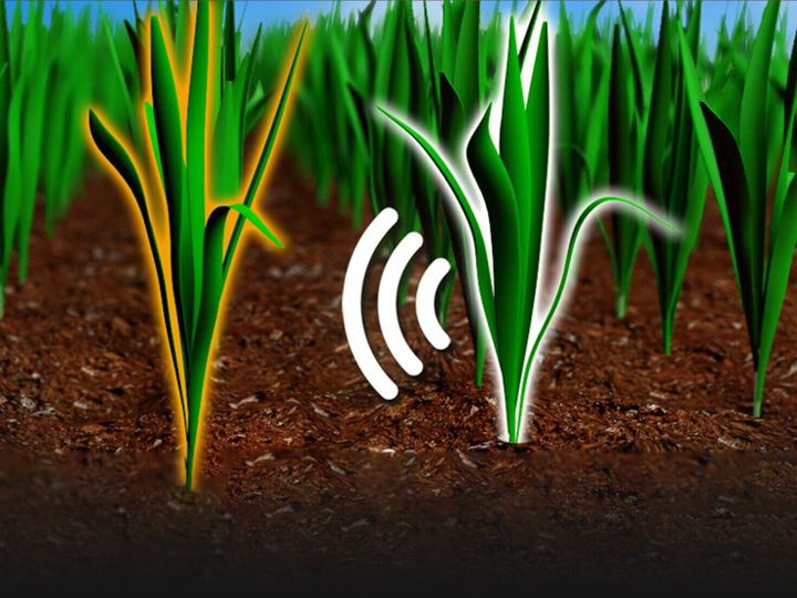 Plants ‘spy’ on their neighbors by sniffing out growth spurts