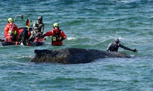Whale stranded on German coast swims off, gets stuck again
