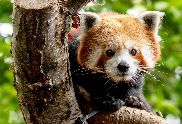 Endangered red panda arrives at zoo