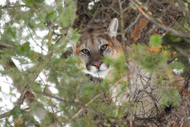 FWP receives multiple mountain lion sightings around Bozeman