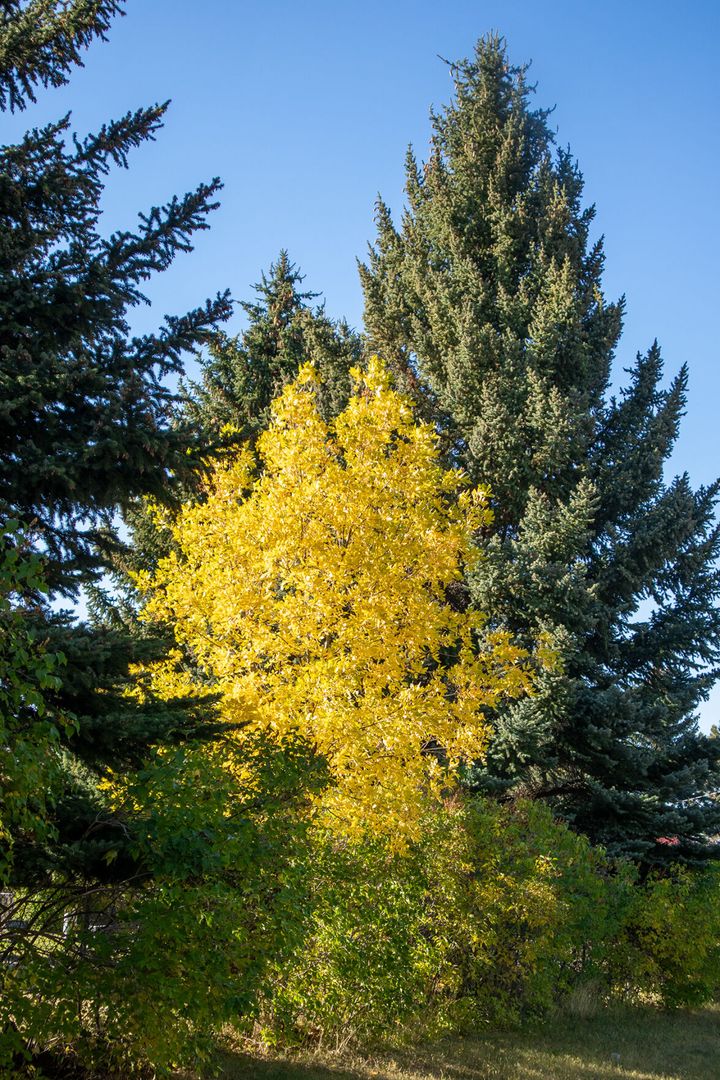 Finding fall colors around Bozeman