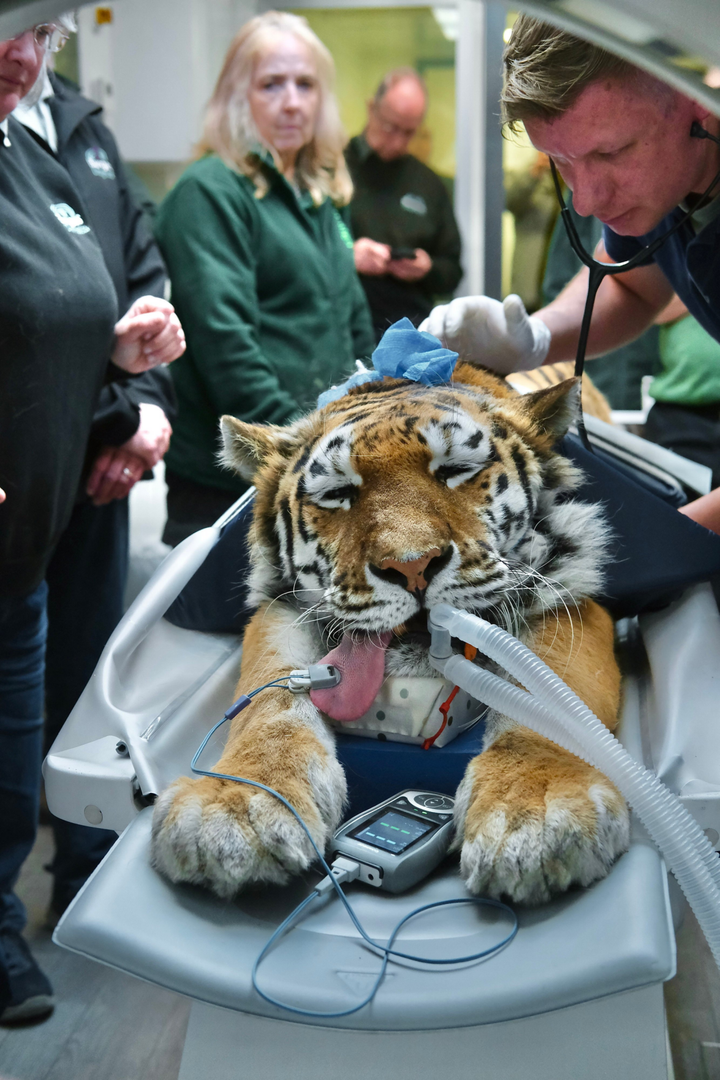 Tiger undergoes CT scan at zoo