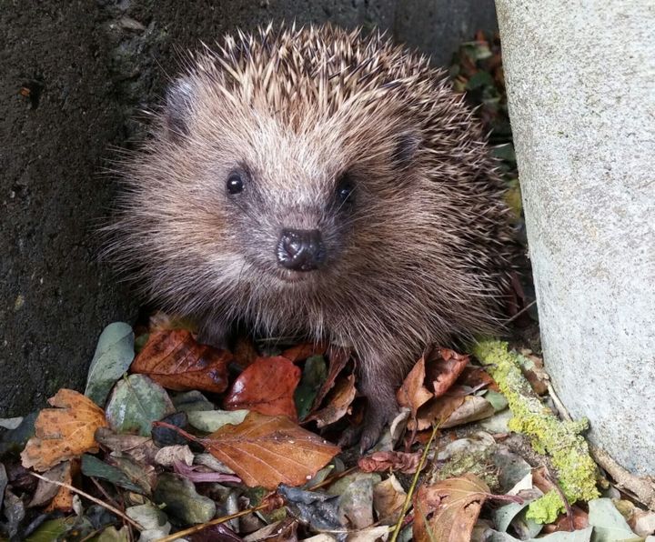 Hedgehog road deaths could be reduced using ultrasound tech