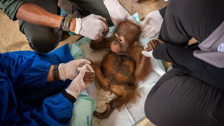 Orphaned orangutans find second chance with surrogate moms