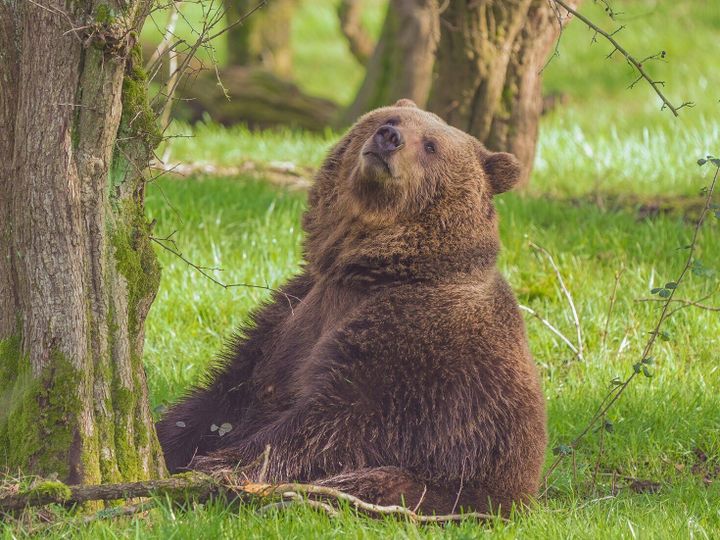 Watch bears bask in sun after waking up from restful hibernation