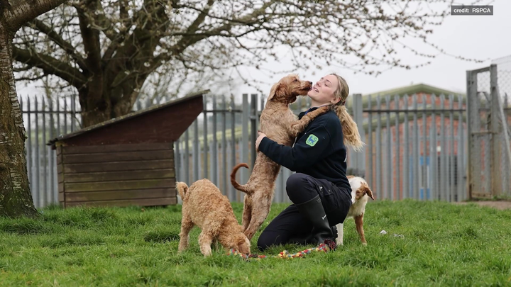 Poodles abandoned in squalid home find forever homes
