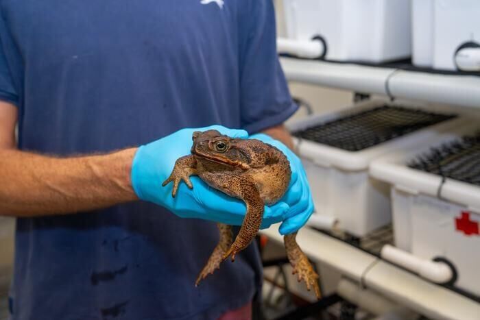 Why these toads are evolving faster than anyone expected