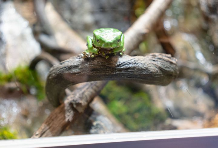 Frogs from around the world hop into the Museum of the Rockies