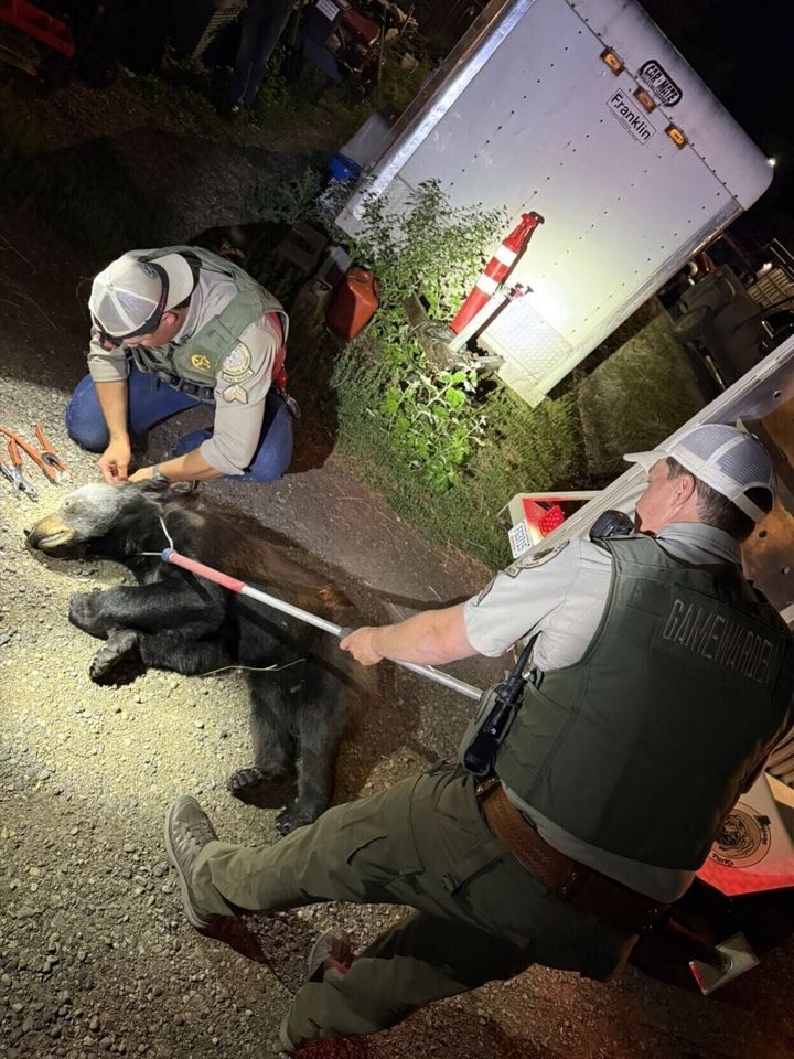 Bye bye black bear: Worden black bear safely relocated