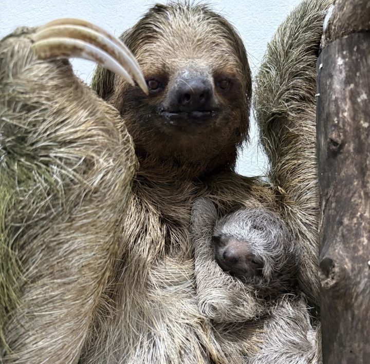 Sloth family recovers after being rescued from trafficking