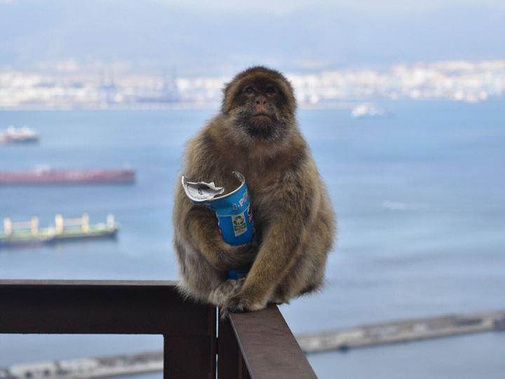 Monkeys ‘self-medicate’ to help them digest tourists’ junk food