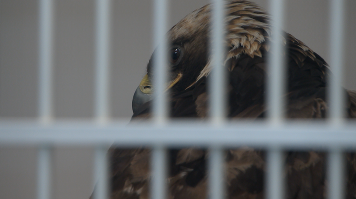 Montana Raptor Conservation Center in Bozeman sees more birds with lead poisoning