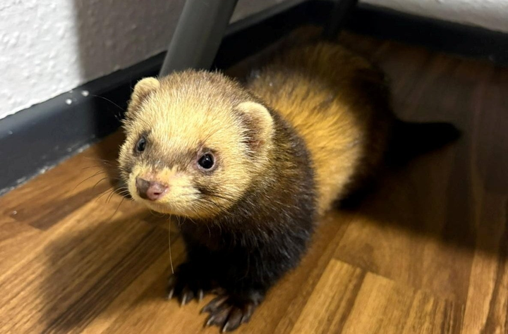 Cheeky ferret tags along with police to patrol streets