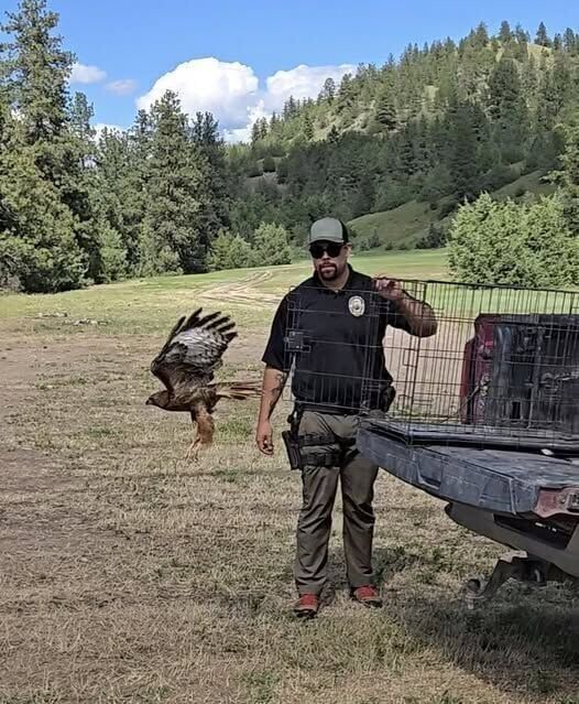 Hawk returns to the wild with help from CSKT game warden