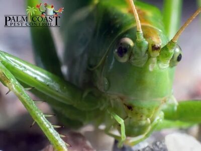 Palm Coast Pest Control Delivers Safe, Effective Pest Protection Plans to Safeguard North Port Neighborhoods