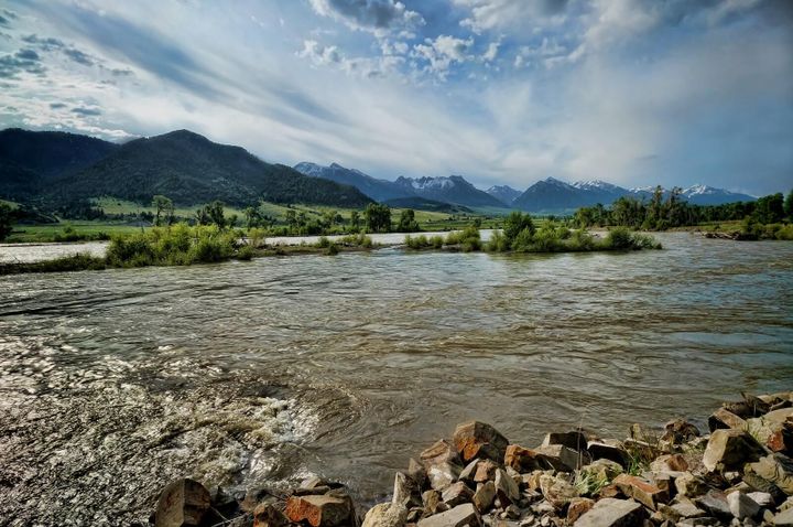 Upper Yellowstone whitefish experience die off event