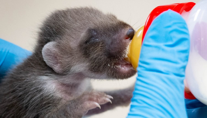 Rare newborn pine marten rescued from trash can
