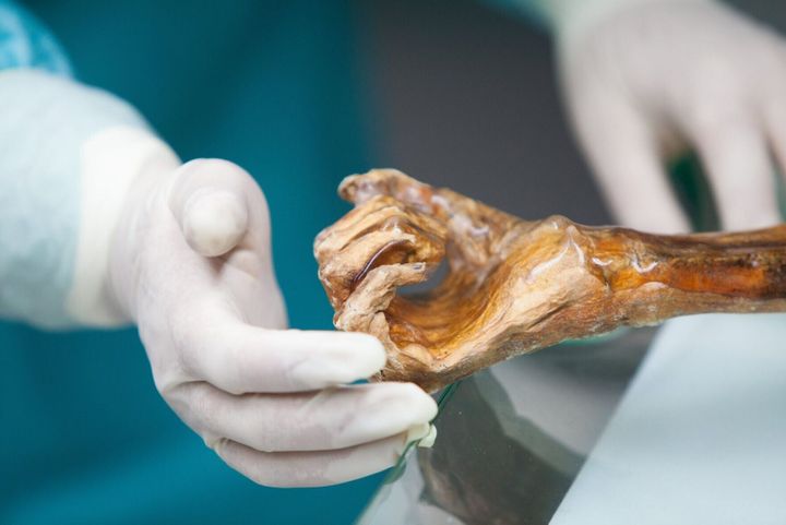 Contents of 5,300-year-old Ötzi the Iceman’s body revealed