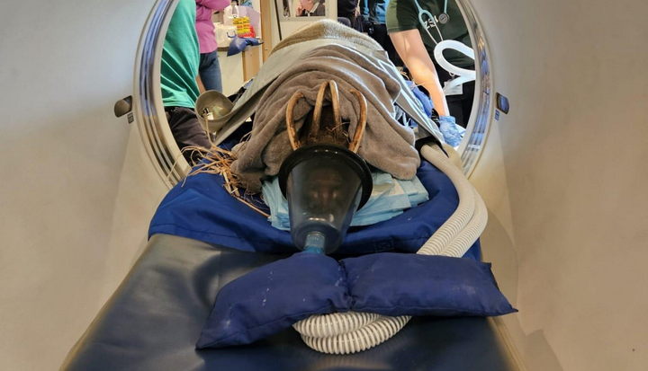 World’s ‘ugliest pig’ gets dental work done