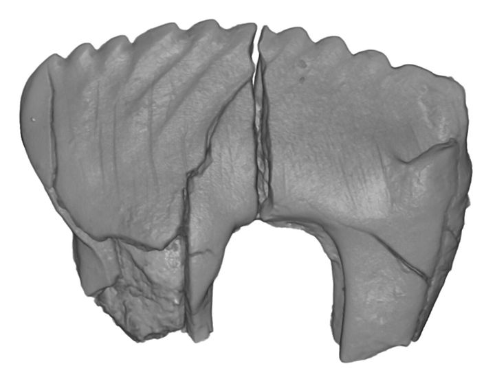 New species of ancient Arctic mammals discovered in Alaska