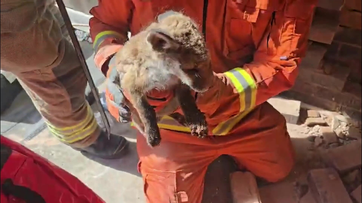 Firefighters smash walls to save trapped foxes