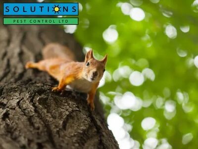 Solutions Pest Control Safeguards Properties with Reliable Pest Control in Whistler, BC
