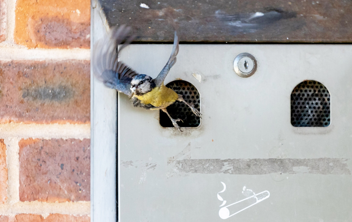 Blue tits set up nest in village’s ashtray