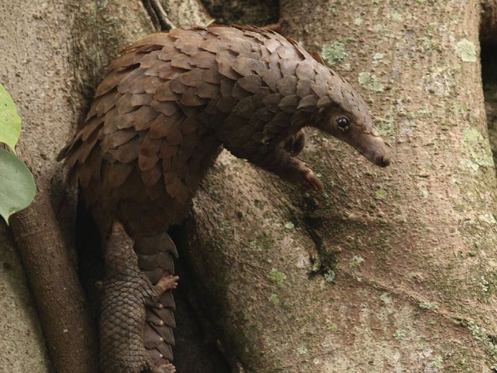 Tiny DNA samples could help crack down on illegal wildlife trafficking