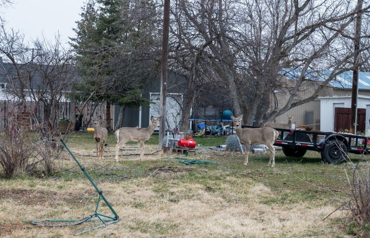 Hamilton officials mull options to control urban deer population