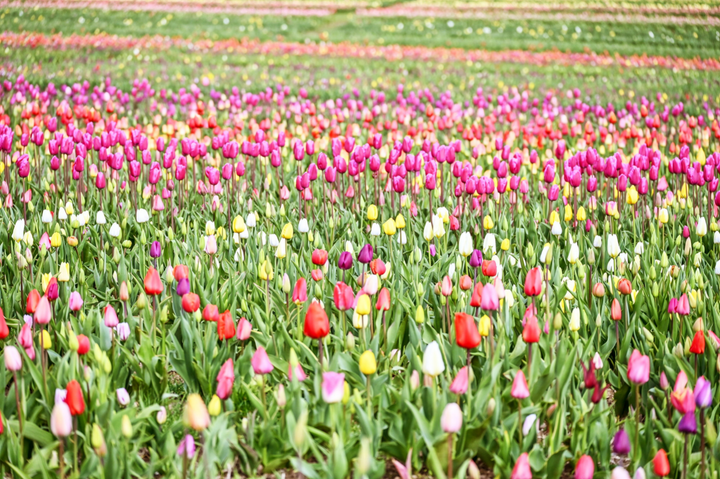 Spring in full bloom at colorful tulip garden