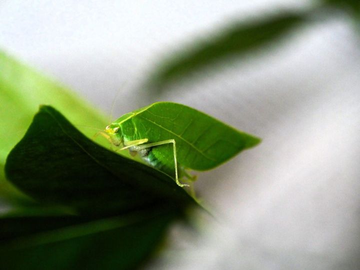 Insect uses its leaf-like camouflage to attract potential mates
