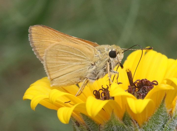 This Butterfly Is a Warning About the Future of the Food System