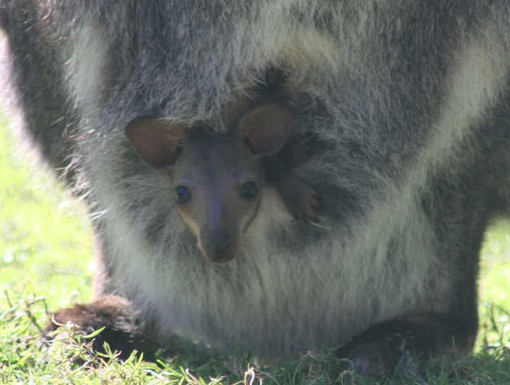Wallaby joey pops head out of pouch for first time this spring