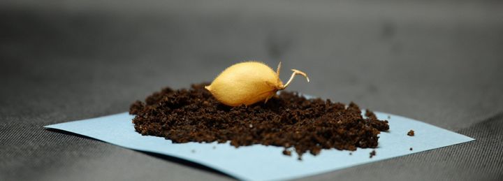 Chickpeas grown and harvested using dirt from moon for first time