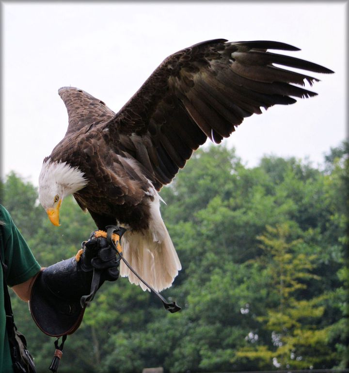 Bridger Bowl to host 27th annual Raptor Fest