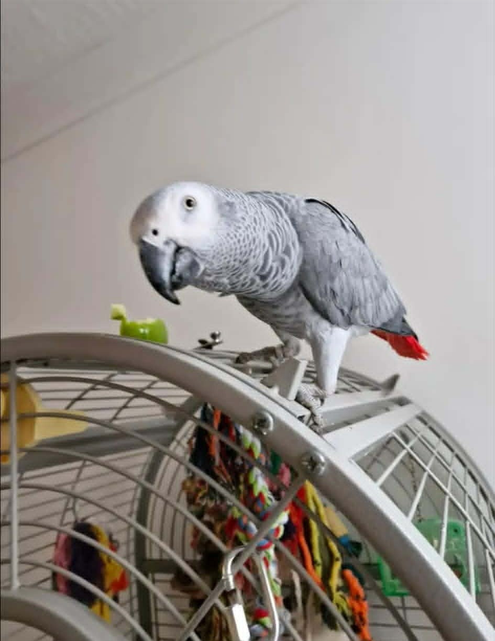 Parrot known for whistling cheeky songs gone missing