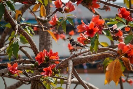 Hong Kong's 'hero trees' lose their glory as climate warms