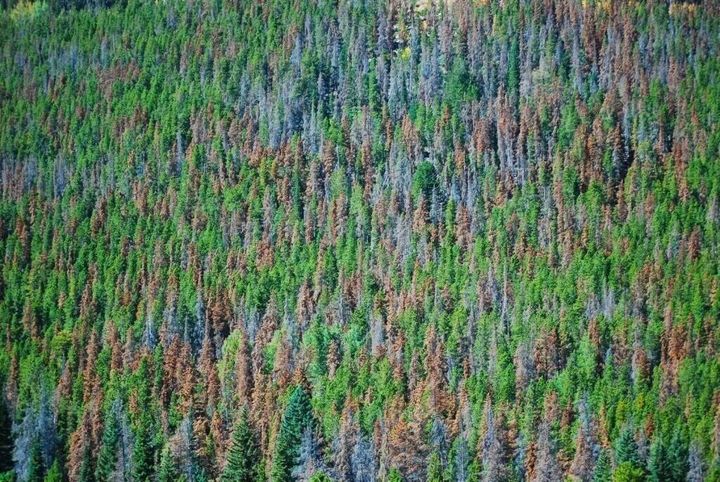 Pages devoted to climate change have disappeared from key Yellowstone guidebook