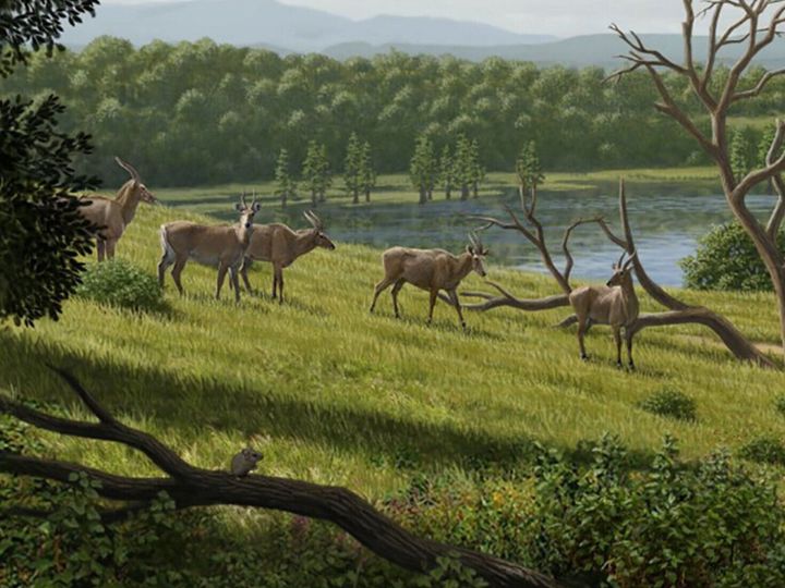 Fossils reveal how ancient cattle roamed Earth 4 million years ago
